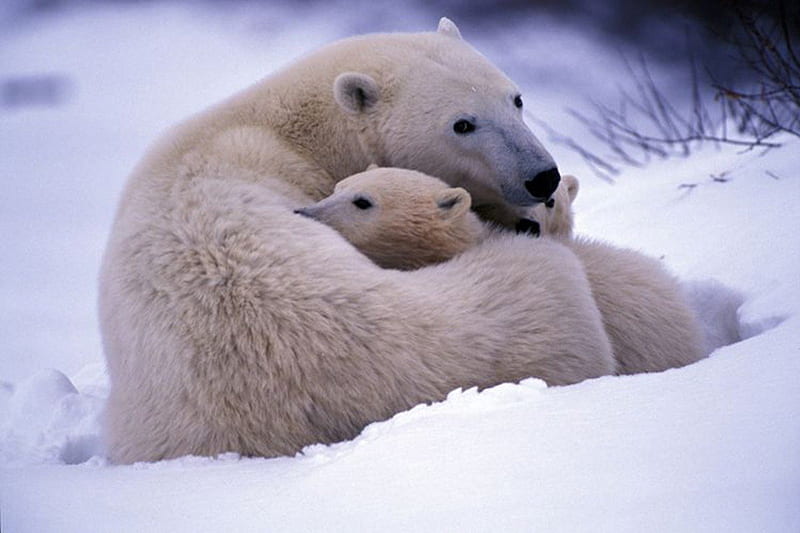 Mother Bear, arctic, snow, cub, ice, polar, winter, cold, HD wallpaper