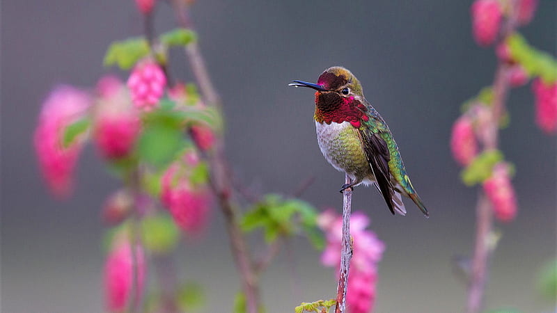 Beautiful Colorful Hummingbird Is Standing On Plant Stalk Birds, HD wallpaper