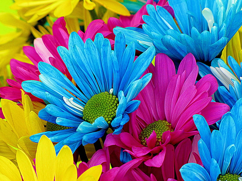 Colourful Daisies for Beautiful-Life!, daisies, flowers, nature, colourful, HD wallpaper