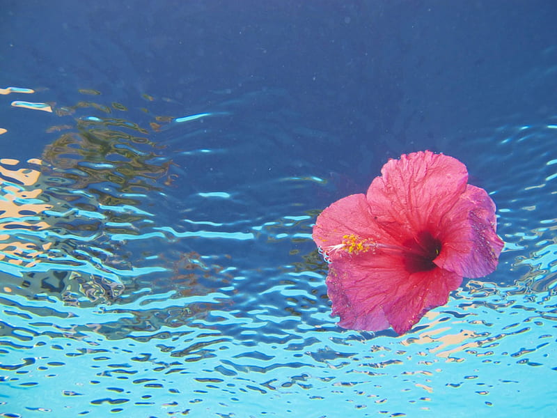 Hibiscus floats on Ocean, islands, hawaii, ocean, hibiscus, sea, lagoon, water, flower, island, tropical, hawaiian, floats, blue, HD wallpaper