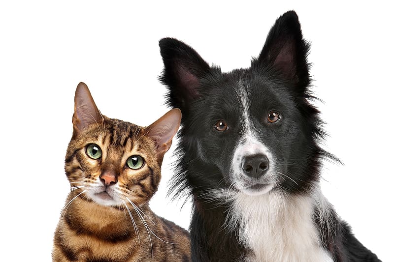 :), dog, white, black, pisici, border collie, couple, cat, caine, HD wallpaper
