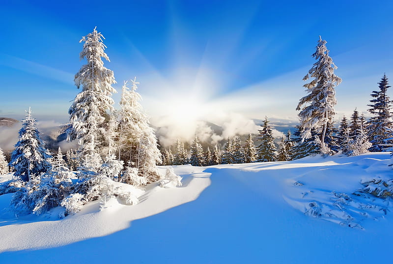 Winter sun, glow, sun, bonito, trees, sky, ski, winter, rays, snow ...