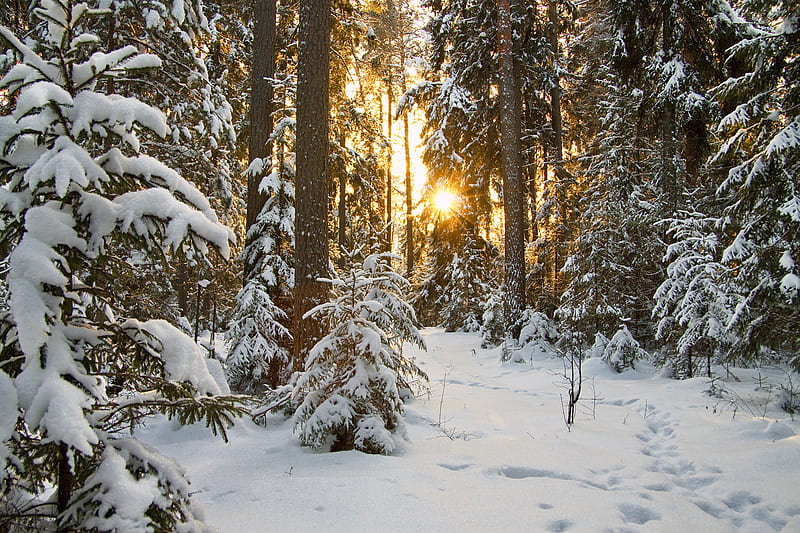 Winter, pretty, sun, bonito, sunset, graphy, nice, beauty, season, sunrise, scenery, amazing, forest, lovely, view, colors, park, trees, pines, cool, rays, snow, nature, walk, white, landscape, HD wallpaper