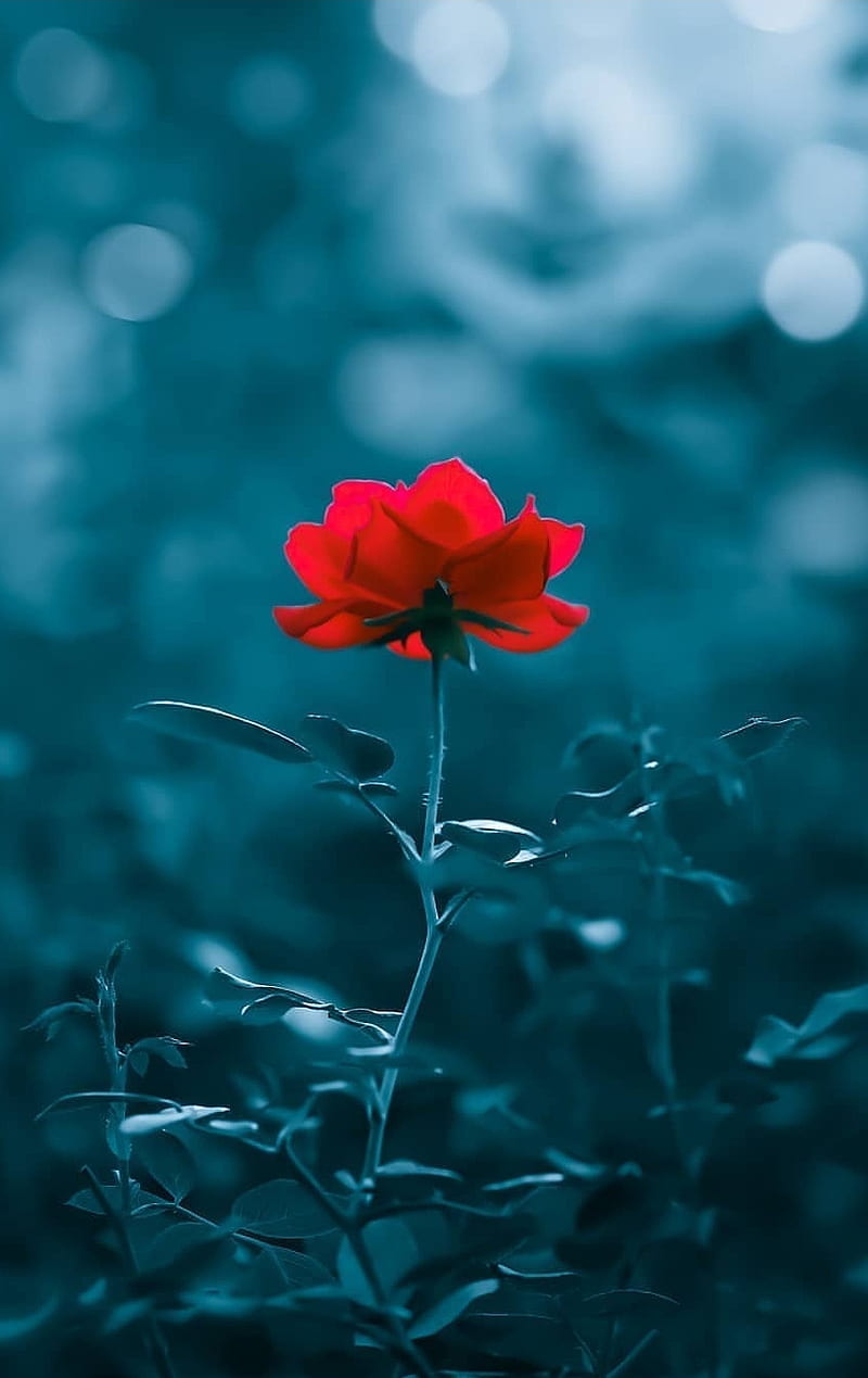 Red rose , flower, flower, lotus, sky, HD phone wallpaper
