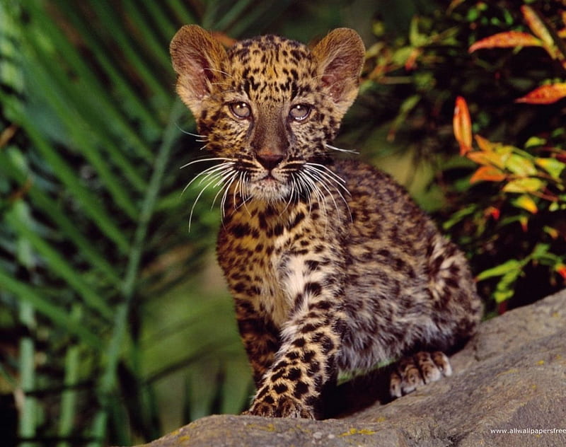 Hd Baby Leopard Wallpapers Peakpx