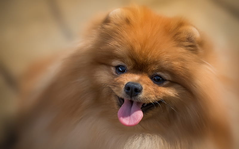 Spitz, fluffy dog, cute animals, close-up, Pomeranian, bokeh, pets, dogs, Pomeranian Spitz, HD wallpaper