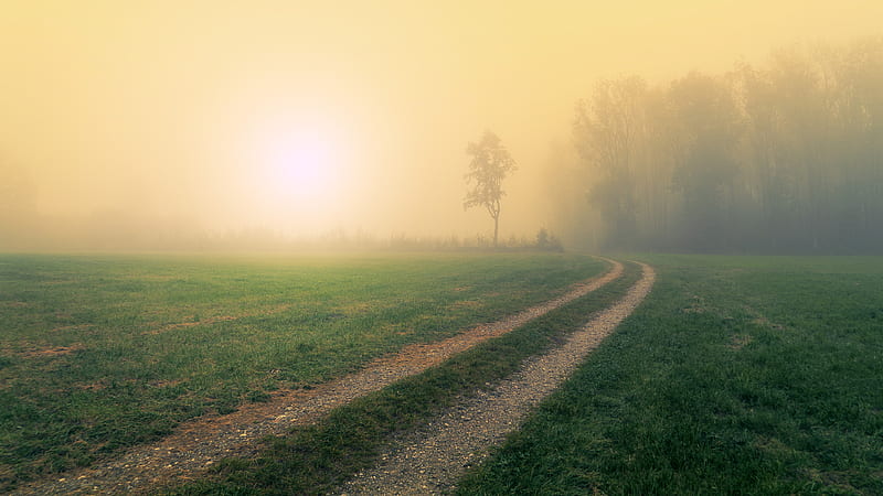 Pathway Between Green Grass And Fog During Sunrise Nature, HD wallpaper