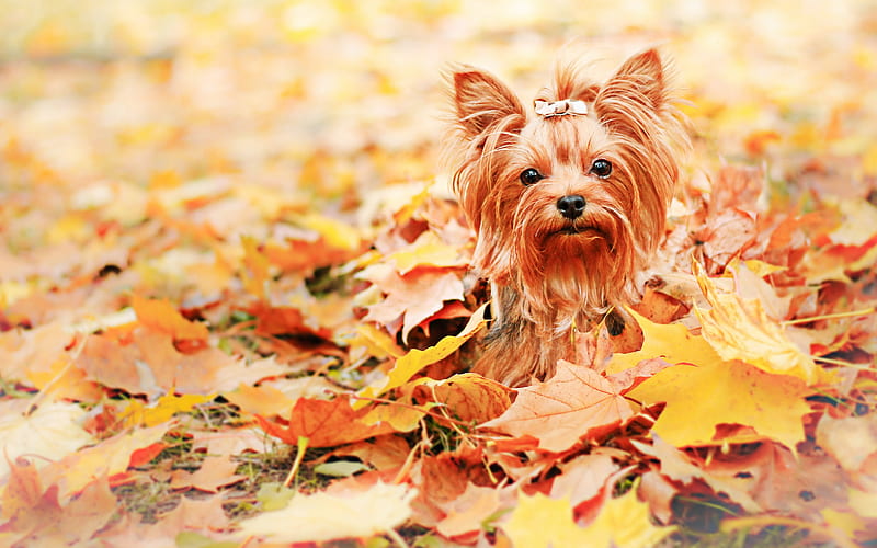 Yorkie, autumn, bokeh, Yorkshire Terrier, dog with bow, cute animals, pets, dogs, Yorkshire Terrier Dog, HD wallpaper