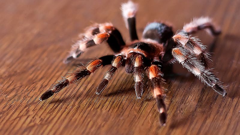 Spiders, Animal, Tarantula, HD wallpaper