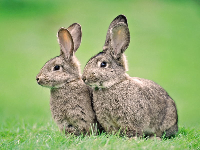 Hares, grass, hare, rodent, couple, animal, sweet, HD wallpaper