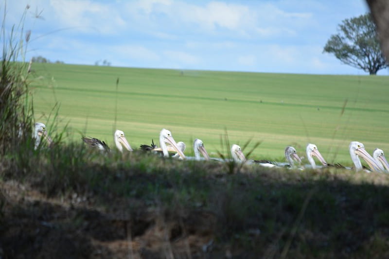 Pelicans their home on a turf farm., pelicans, graphy, birds, nature, shellandshilo, HD wallpaper