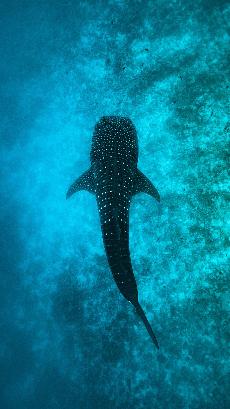Whale shark 1, Ben, Maldives, Ocean, blue, HD phone wallpaper | Peakpx