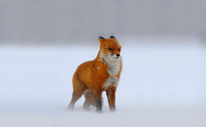 AGAINST the WINTER WINDS, snow, wind, winter, red fox, HD wallpaper