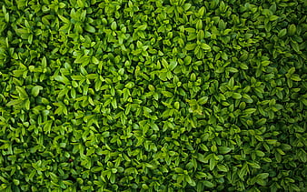 Texture with green leaves, green bush texture, green leaf texture, ecology,  environment, HD wallpaper | Peakpx