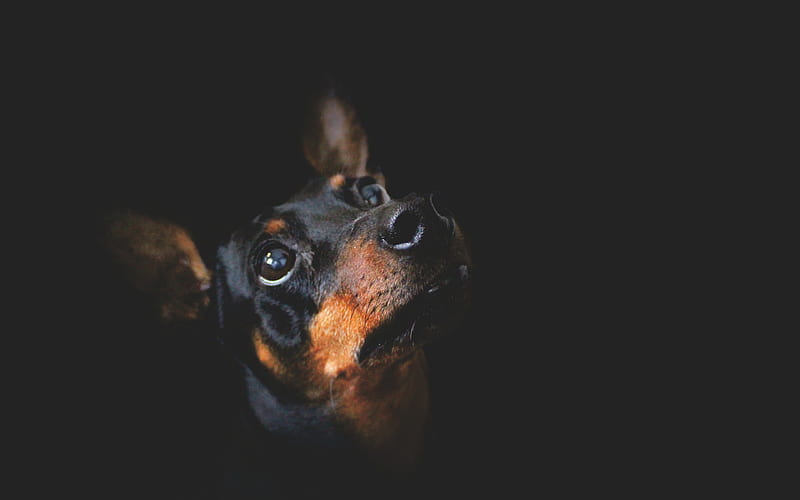 Miniature Pinscher close-up, pets, dogs, black dog, cute dog, Miniature Pinscher Dog, HD wallpaper