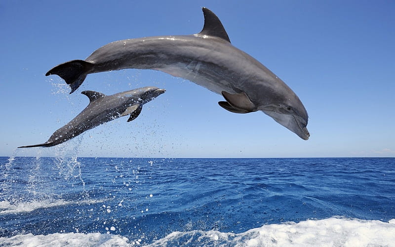 Bottlenose Dolphins, dolphin, blue, pair, ocean, HD wallpaper