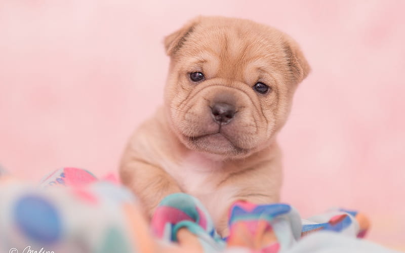 small brown puppy, shar pei, domestic dog, cute animals, HD wallpaper