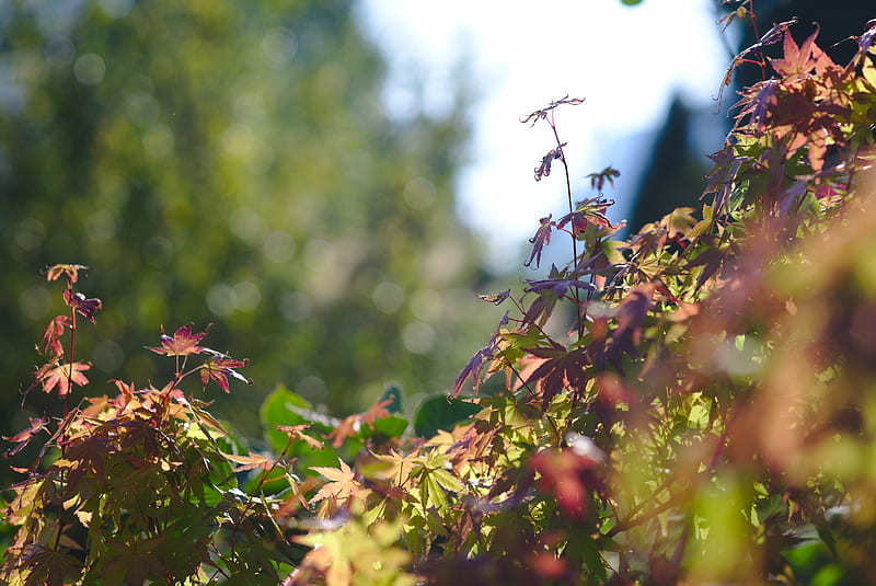 Red leafed plants, HD wallpaper | Peakpx