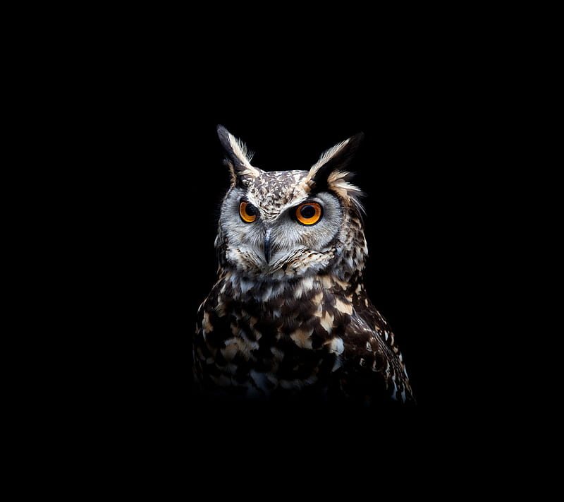 Owl, bird, night, HD wallpaper