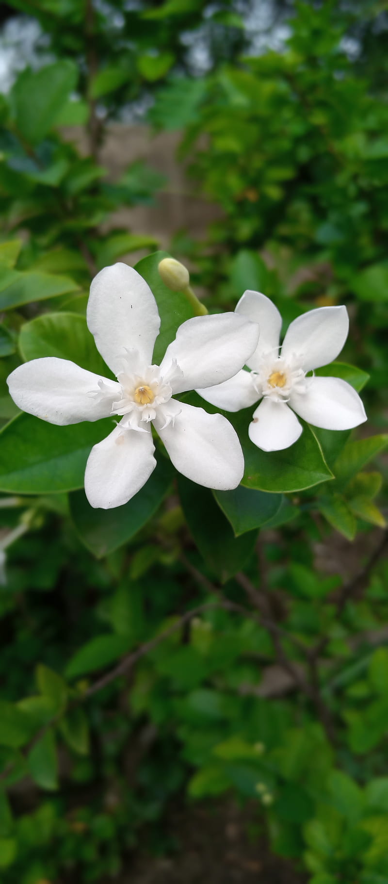 Jazmines, flor, naturaleza, Fondo de pantalla de teléfono HD | Peakpx