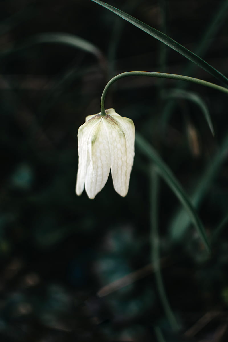 White Flower In Tilt Shift Lens, HD phone wallpaper