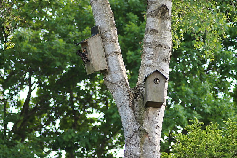 Nesting Boxes, Trees, Birches, Birds, HD wallpaper
