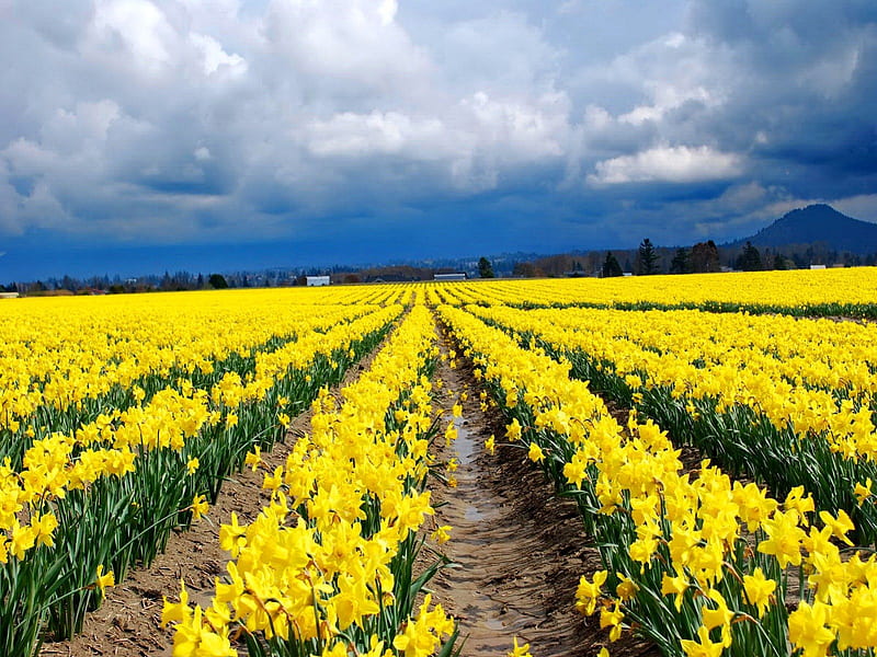 Field of daffodils, pretty, daffodils, yellow, bonito, clouds, countryside, nice, flowers, rows, blue, harmony, lovely, sky, summer, nature, meadow, field, HD wallpaper