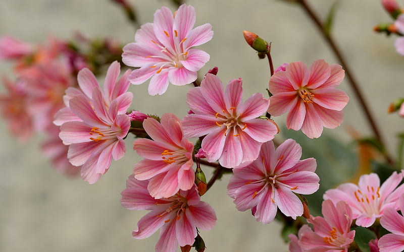 Lewisia, plant, pink, flower, HD wallpaper