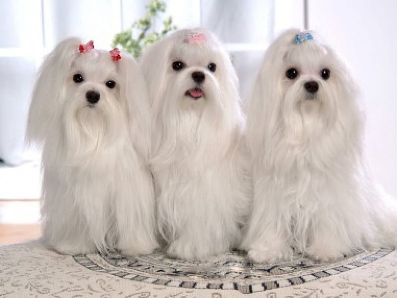 3 cute maltese, white, pets, animal, dog, HD wallpaper