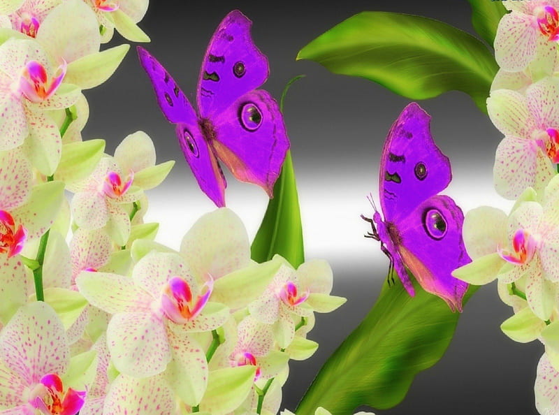 ✼.Love for the Orchids.✼, pretty, scents, bonito, fragrance, leaves, orchids, butterfly, gentle, flowers, butterfly designs, animals, wings, lovely, creative pre-made, butterflies, yearn, softness, cute, purple, flying, tender touch, white, HD wallpaper
