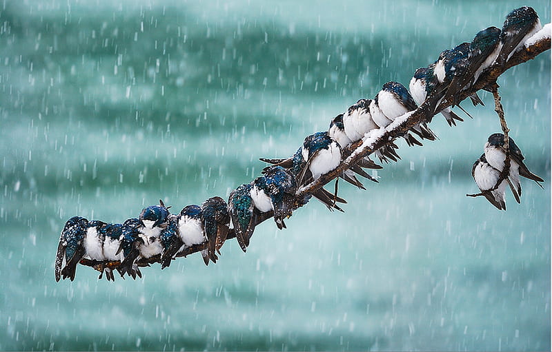 Birds in the rain, black, pasari, keith williams, rain, sky, swallow, blue,  art, HD wallpaper | Peakpx