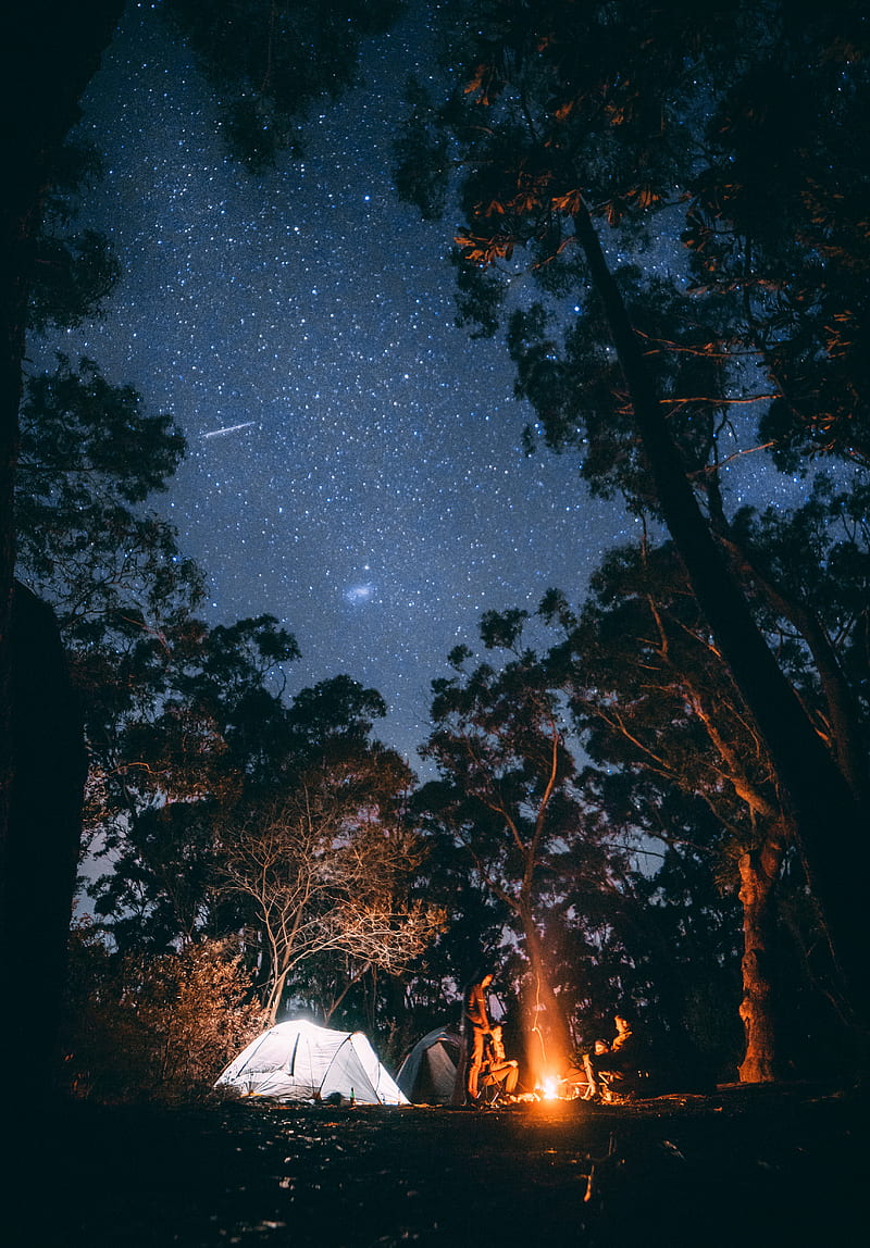 person sitting near bonfire surrounded by trees, HD phone wallpaper