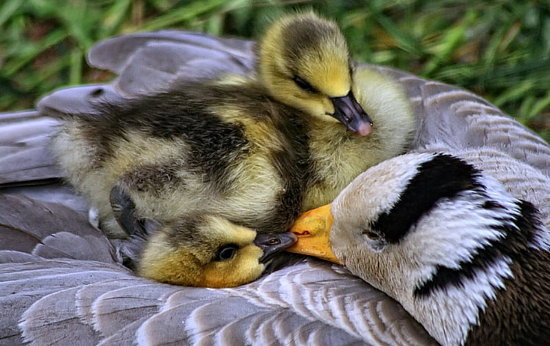 Ducklings on Mother's Back, Cute, Ducks, Nature, Animals, HD wallpaper
