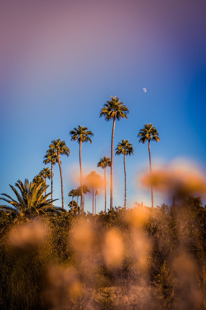 palm trees, blur, glare, bokeh, tropics, sky, HD phone wallpaper