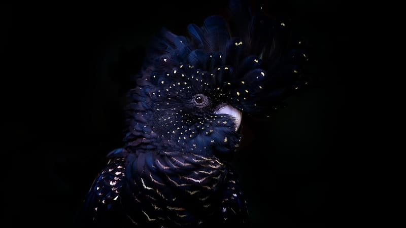 Red-tailed Black Cockatoo Bird Feather Parrot Dark Theme Black Background Dark Theme, HD wallpaper