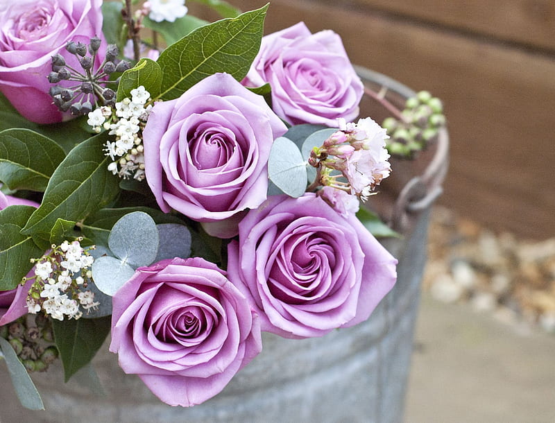 ~ Exceptional Lavender Roses ~, bouquet, fresh, galvanized, lavender, roses, bucket, HD wallpaper