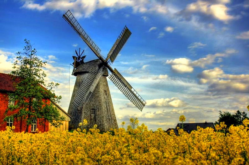 Mill in summer, pretty, windmill, house, lovely, cottage, mill wind, bonito, cabin, sky, nice, summer, nature, field, meadow, HD wallpaper