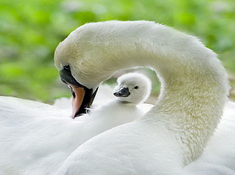 Taking care, cygnet, swan, mother, white, HD wallpaper
