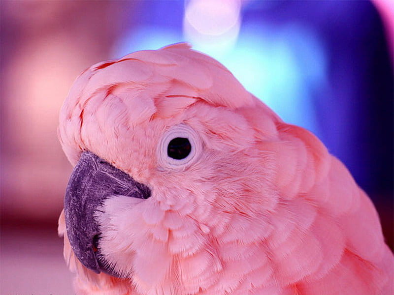 pink, cute, parrot, bird, HD wallpaper