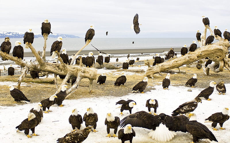 Resting Bald Eagles Kachemak Bay Kenai Peninsula Alaska, HD wallpaper