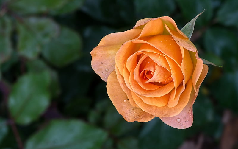 Orange rose, Rose, Petals, Bud, Flower, HD wallpaper