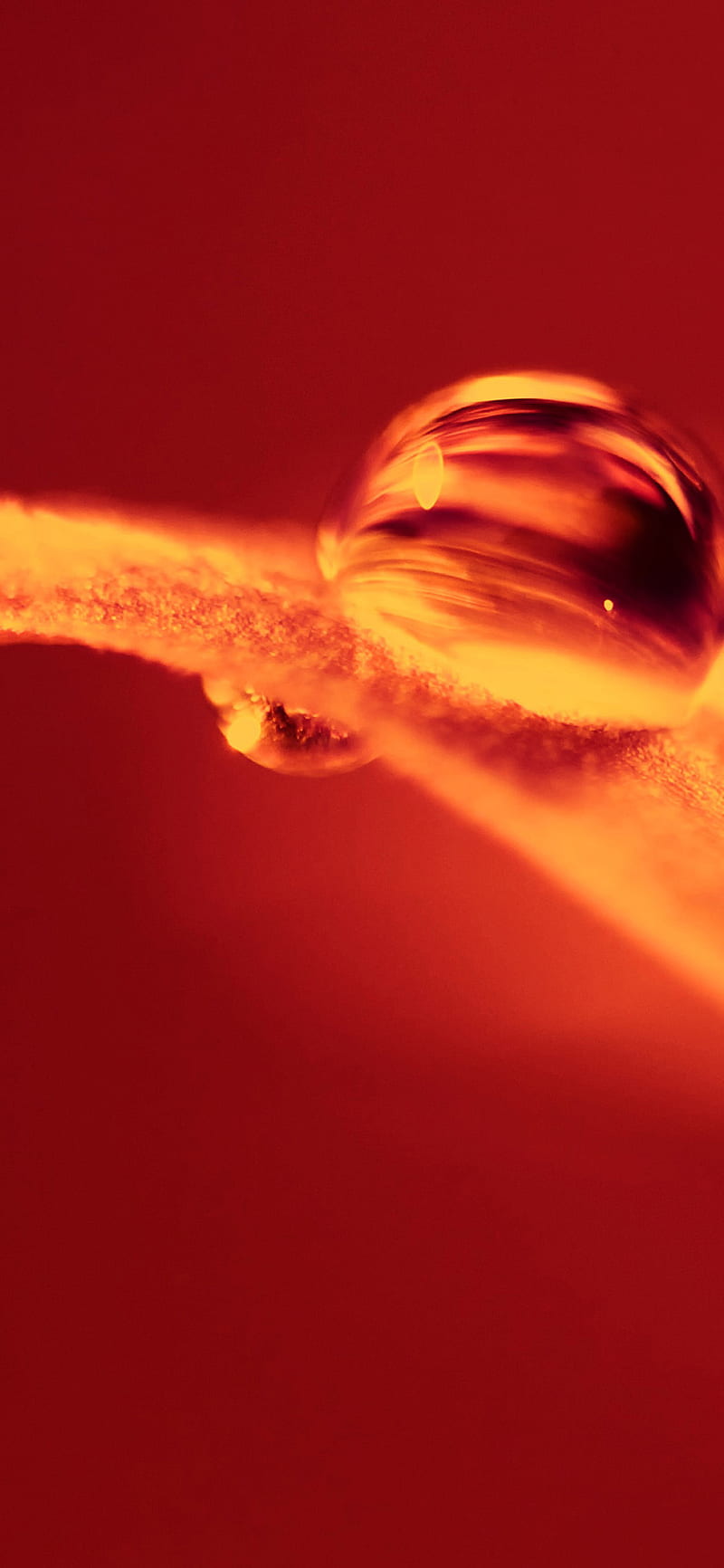 iPhone X . hot fire leaf red nature droplet, 7 Plus Red, HD phone wallpaper