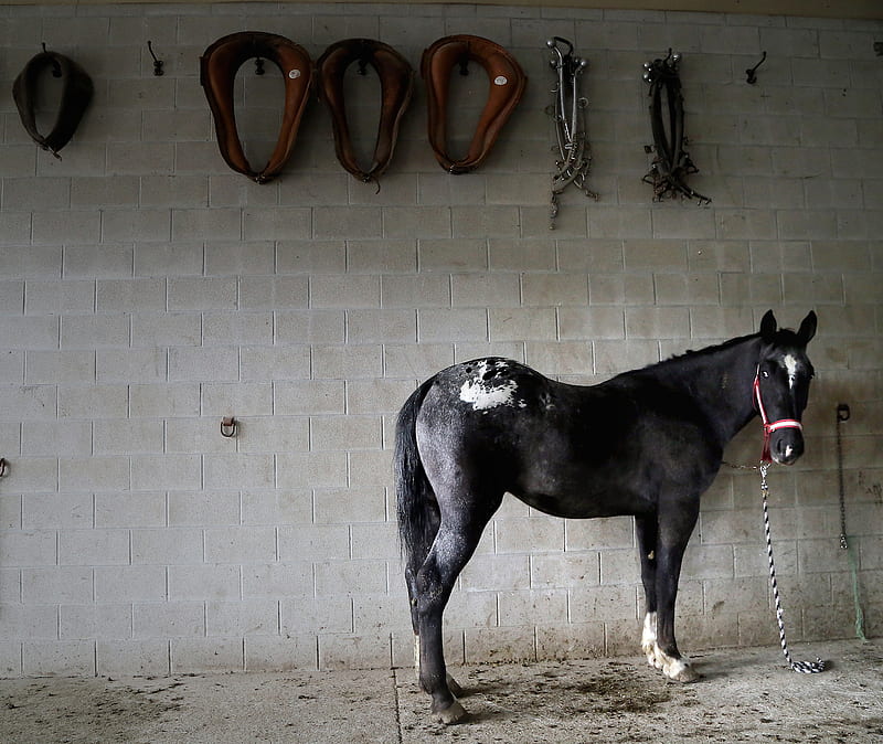 Appaloosa Horse, appaloosa, barn, black, halter, horse, socks, spots, stable, HD wallpaper