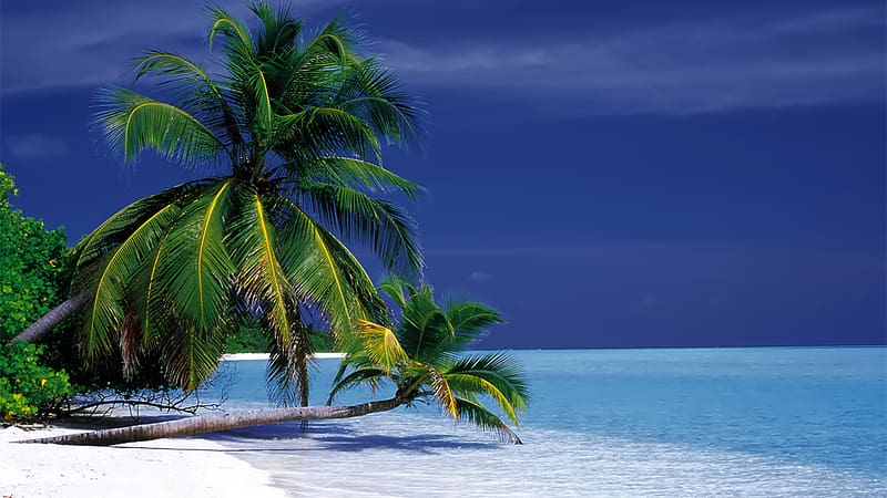 Beach, Ocean, , Maldives, Palm Tree, HD wallpaper | Peakpx