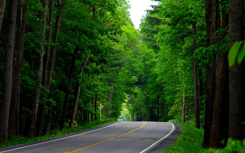 GREEN FOREST ROAD, forest, road, green, refreshing, HD wallpaper