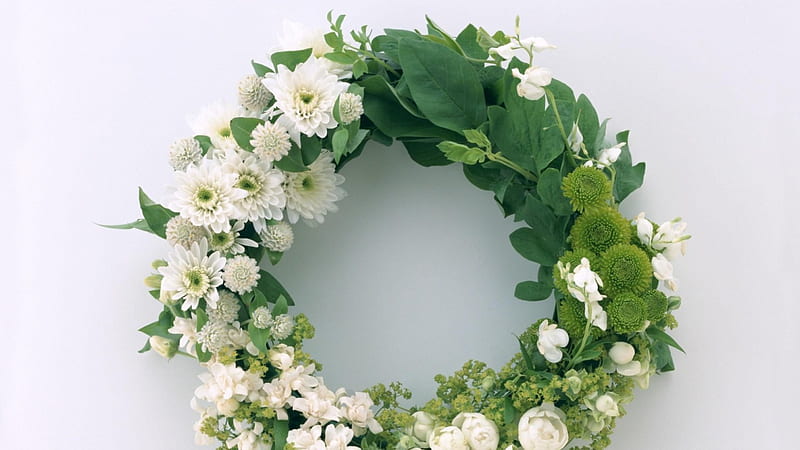 ranunkulyus, round, wreath, leaves, green, white, HD wallpaper