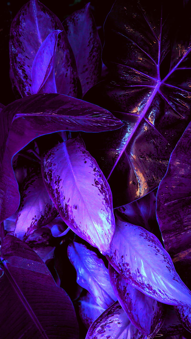 Exotic Nature, outdoors, graphy, plants, psicodelia, retrowave, surreal, synthwave, tropical, vaporwave, HD phone wallpaper