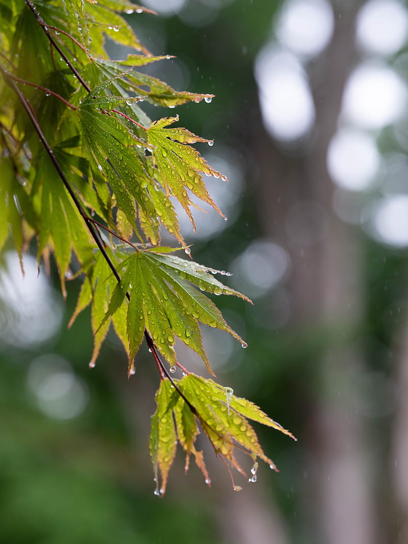 branch, leaves, drops, wet, rain, HD phone wallpaper