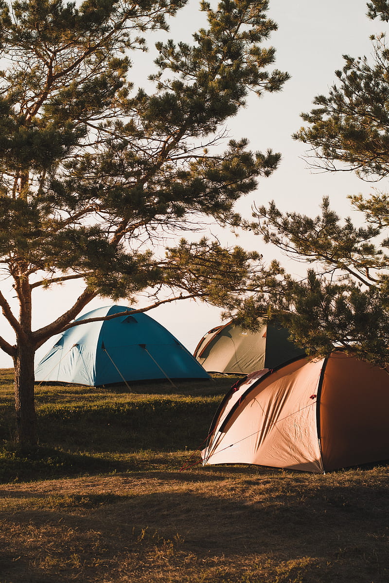 camping, tents, trees, rest, HD phone wallpaper