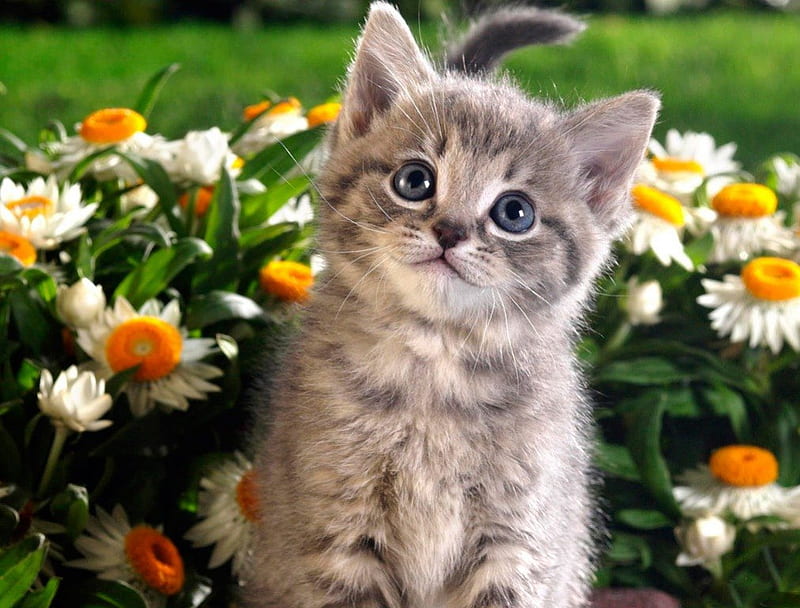 FLOWER GIRL, fluffy, kittens, pets, daisies, flowers, gardens, lawn, blue eyes, cats, HD wallpaper